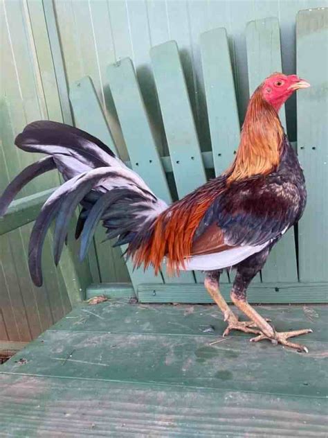 spanish gamefowl